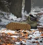 Черевики унісекс Adidas Terrex Snowpitch Cold.Rdy Hiking Olive IH3665