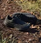 Кроссовки мужские Adidas Tracefinder Trail Running Shoes Black IE5906