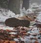 Кросівки унісекс Adidas Terrex Winter Slip-On Cold.Rdy Brown JR5302