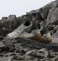Кроссовки мужские Adidas Terrex Eastrail 2 R.Rdy Beige/Grey IH1164