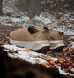 Кросівки унісекс Adidas Terrex Winter Slip-On Cold.Rdy Brown JR5302