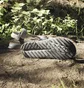 Сандали унисекс Adidas Terrex Hydroterra Light Sandals Grey IF3103