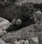 Сандали унисекс Adidas Terrex Hydroterra Black JQ2231