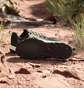 Кросівки унісекс Adidas Tracerocker 2.0 Trail Running Shoes Olive/Black IF0379