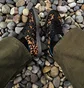 Кроссовки женские Adidas Samba Brown JI2735
