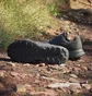 Кроссовки мужские Adidas Tracefinder Trail Running Shoes Black IE5906