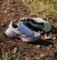 Кросівки жіночі Adidas Terrex Soulstride Trail Running Shoes Violet ID7762