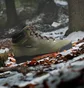 Черевики унісекс Adidas Terrex Snowpitch Cold.Rdy Hiking Olive IH3665