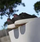 Кросівки жіночі Adidas Lightblaze W Black JH6960