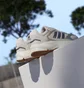 Кроссовки женские Adidas Crazychaos 2000 Beige IG4346