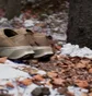 Кросівки унісекс Adidas Terrex Winter Slip-On Cold.Rdy Brown JR5302